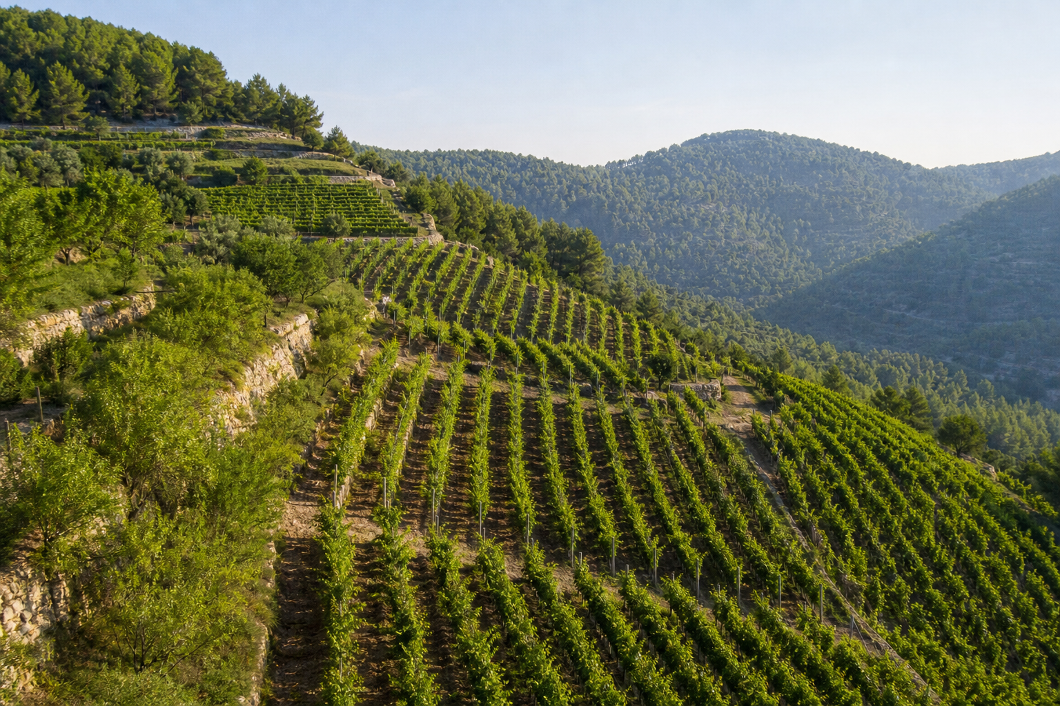 Terraced vineyards on Galilee hills